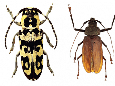 3-beetles-row.png