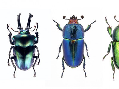 australian-stag-beetles.jpg